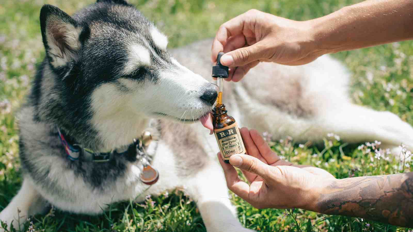 Cover for CBD for Dogs