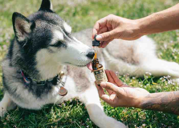 Cover for CBD for Dogs
