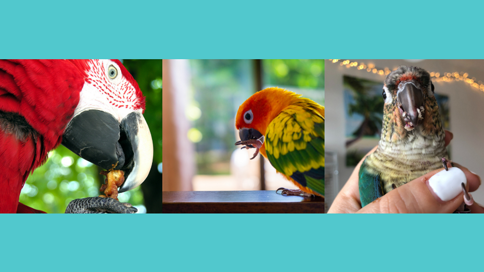 Cover for Treat Sizes for Parrots                                                                     