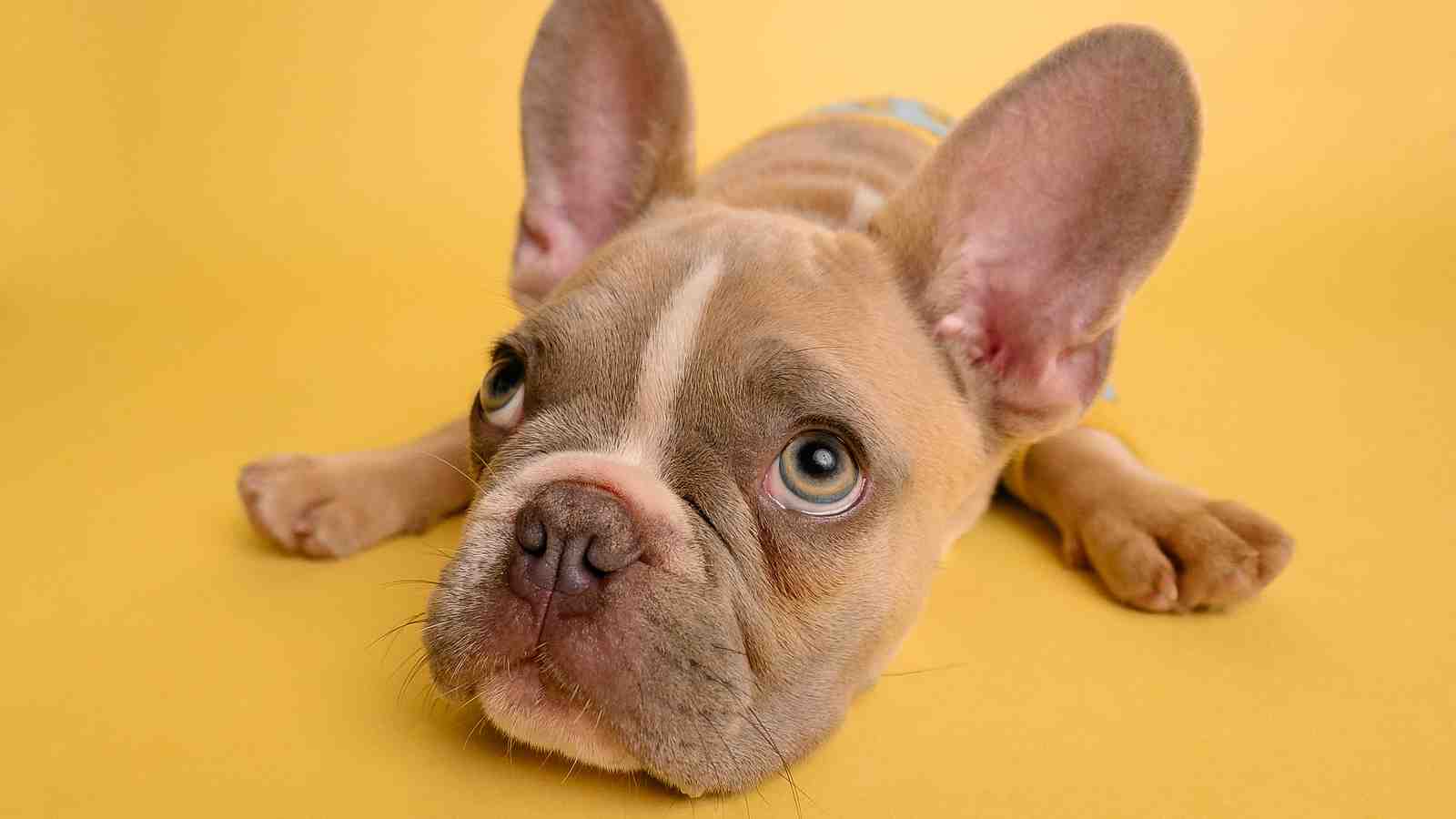 Cover for What To Give A Dog With An Upset Tummy