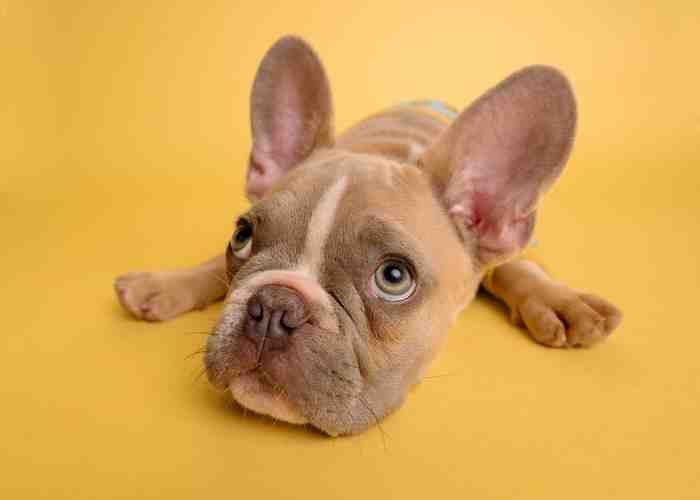 Cover for What To Give A Dog With An Upset Tummy