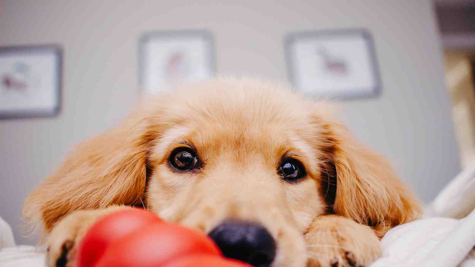 Cover for Best Kong Recipes: Stuffing a Kong