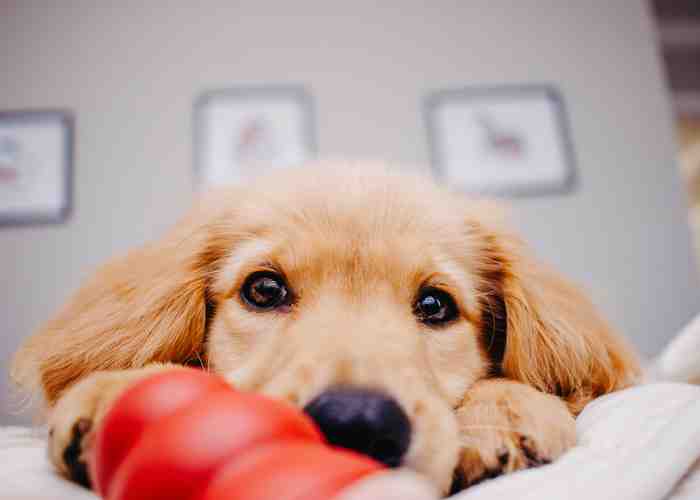 Cover for Best Kong Recipes: Stuffing a Kong