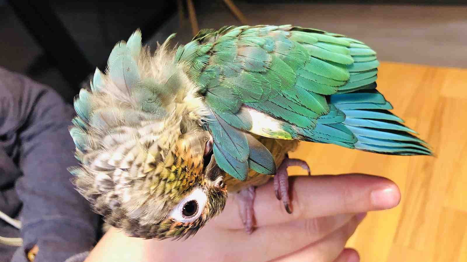 Cover for Molting Birds - Understanding molting season