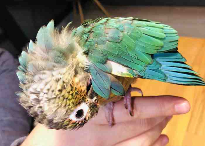 Cover for Molting Birds - Understanding molting season
