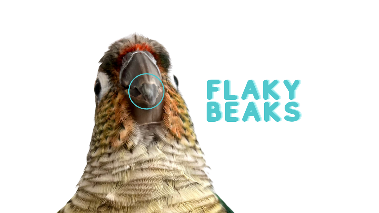 Cover for Why Pet Birds Can Have Flaky Beaks
