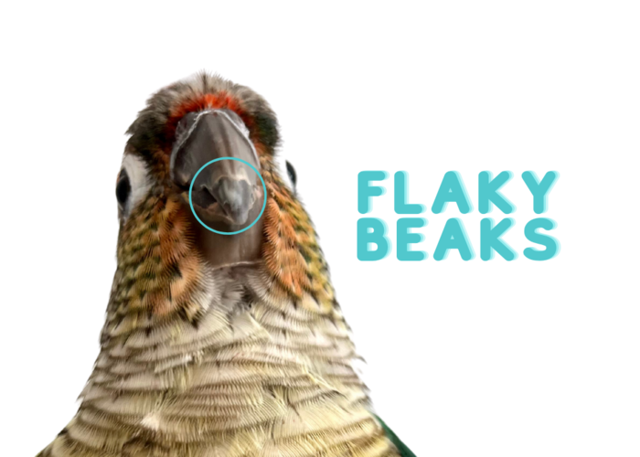 Cover for Why Pet Birds Can Have Flaky Beaks