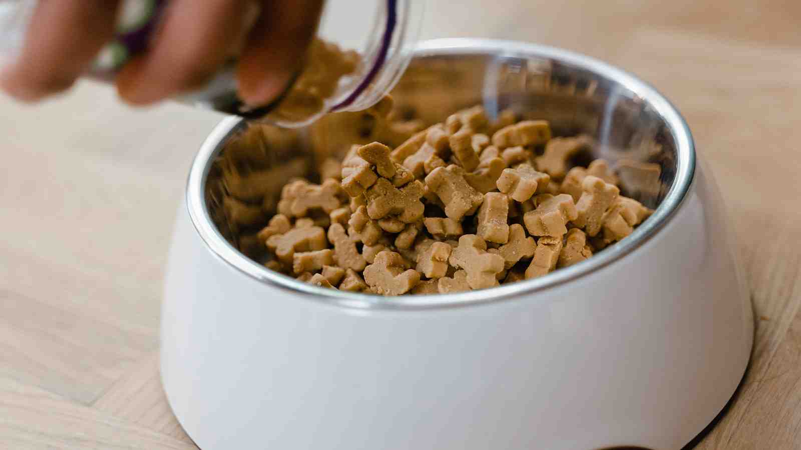 Cover for Why and How to Assess Your Dog Food