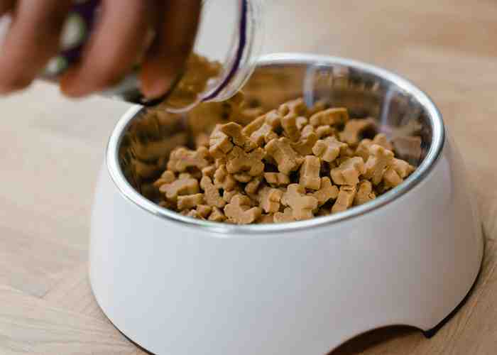 Cover for Why and How to Assess Your Dog Food