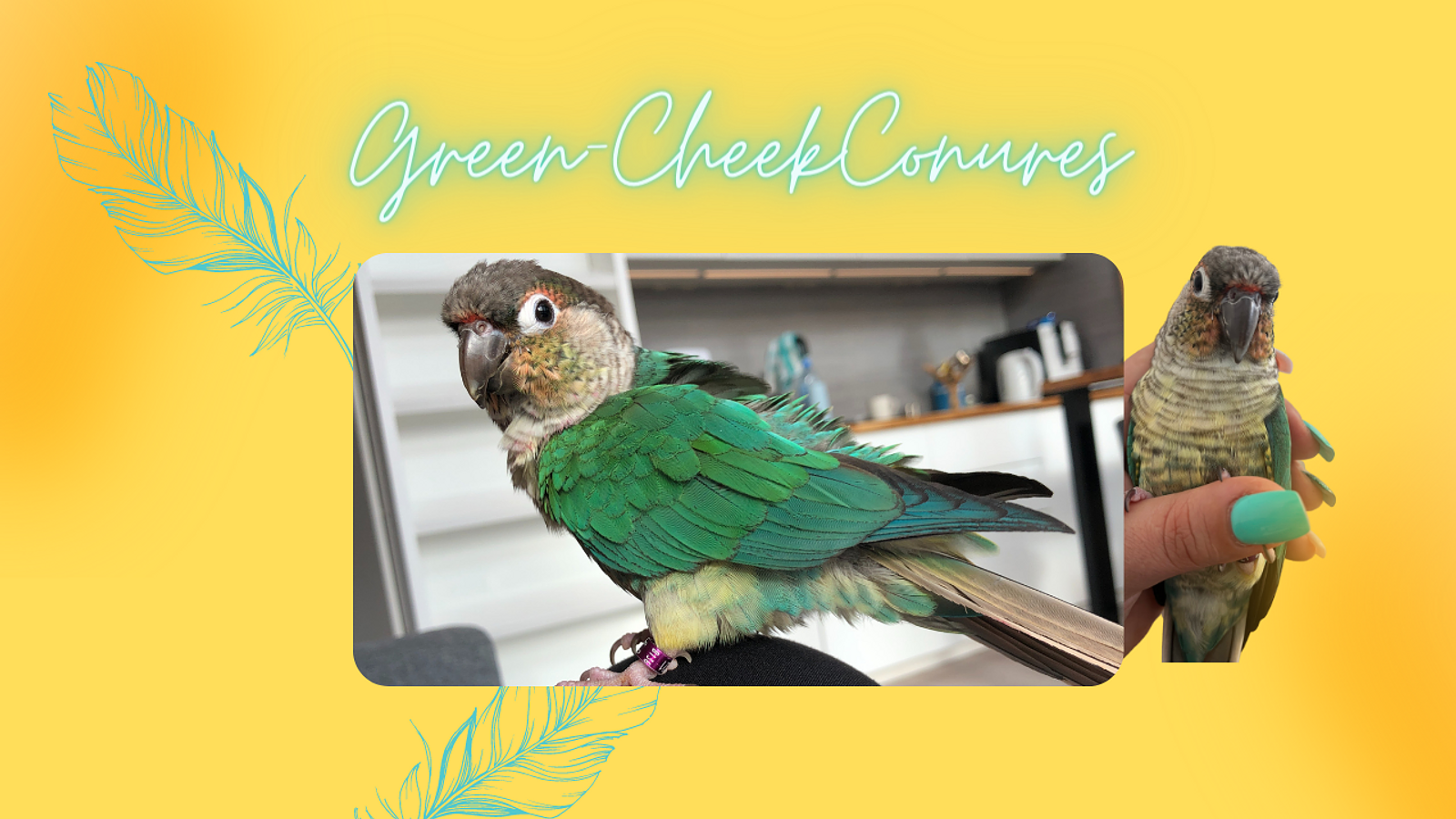 Cover for Green Cheek Conure Profile