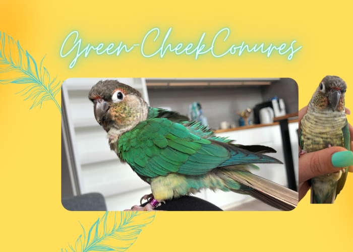 Cover for Green Cheek Conure Profile