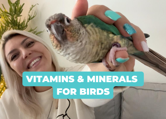 Cover for Important VITAMINS and MINERALS for Parrots