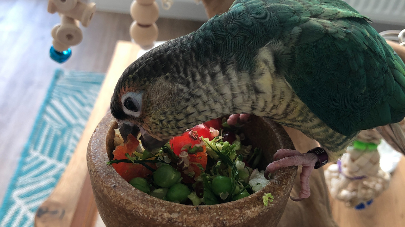 Cover for How to get your bird to eat vegetables