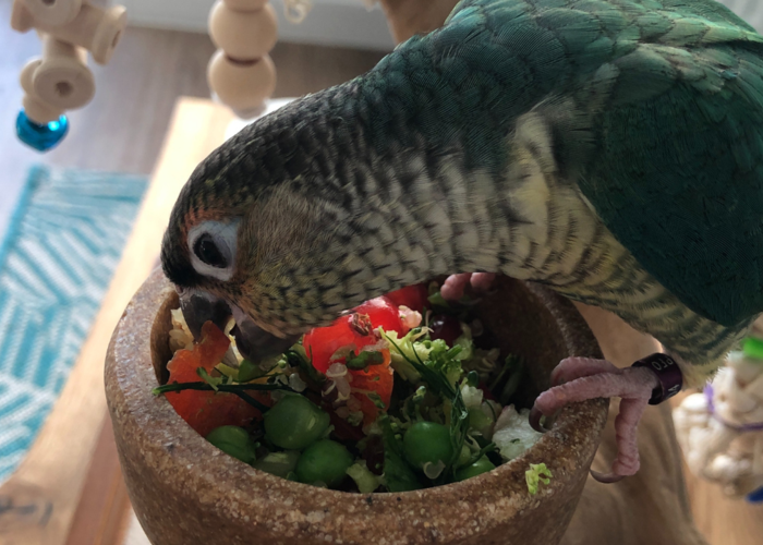 Cover for How to get your bird to eat vegetables