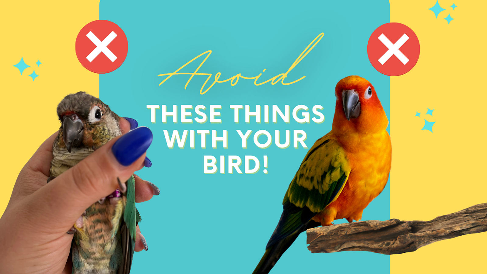 Cover for 10 Things You Should Never Do Around Your Bird