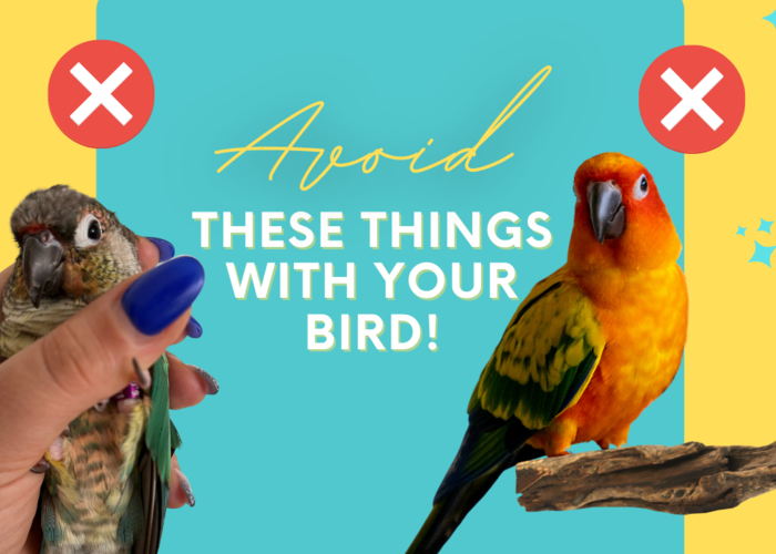 Cover for 10 Things You Should Never Do Around Your Bird