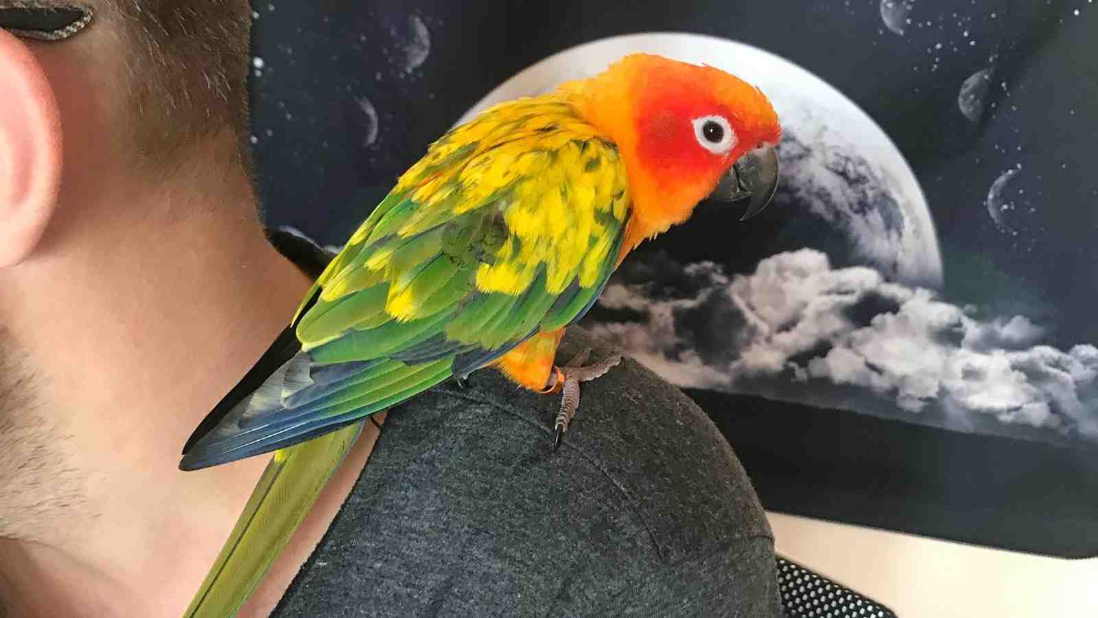 Cover for Signs That Your Parrot Likes You