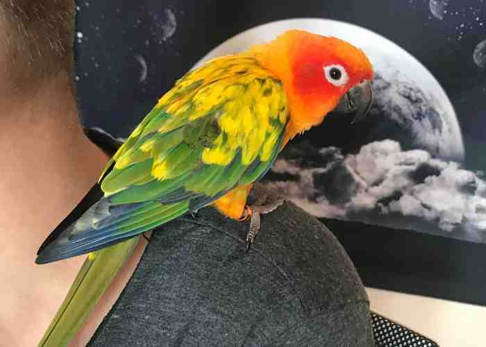 Cover for Signs That Your Parrot Likes You