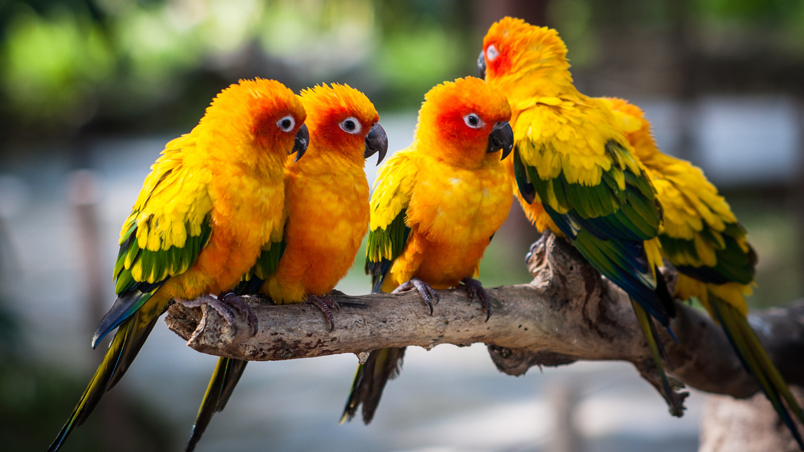 Cover for Hormonal Parrots: Triggers, Signs & Tips