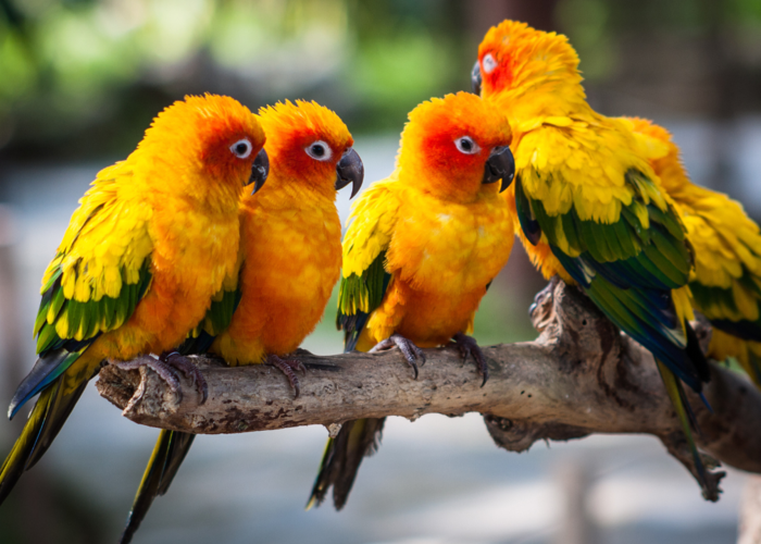 Cover for Hormonal Parrots: Triggers, Signs & Tips