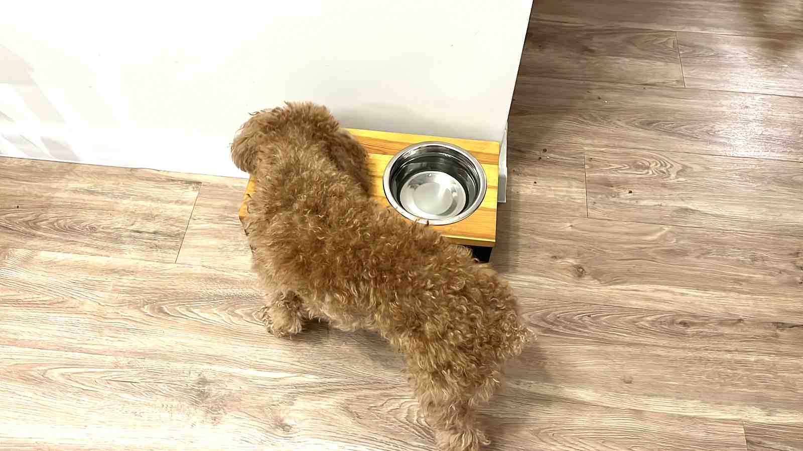 Cover for The Truth About Kibble