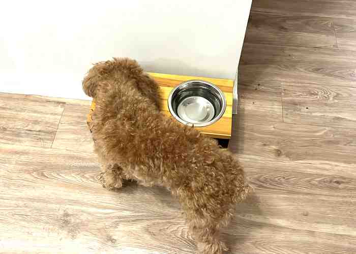 Cover for The Truth About Kibble