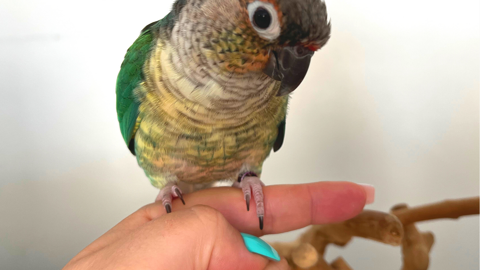 Cover for Parrot Training Tips