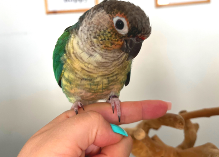 Cover for Parrot Training Tips