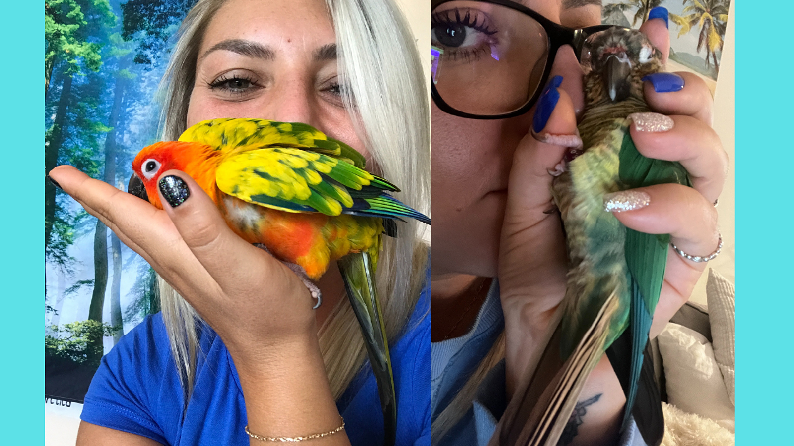 Cover for Is Saliva Dangerous For Parrots?