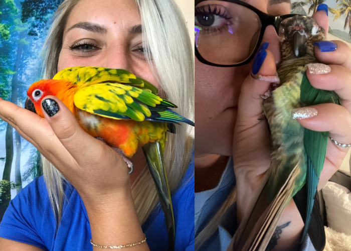 Cover for Is Saliva Dangerous For Parrots?