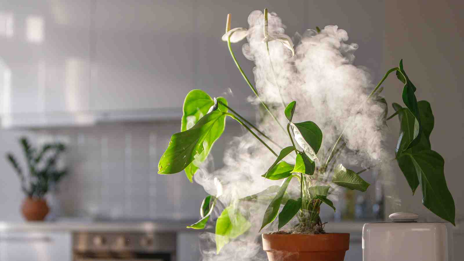 Cover for The Benefits of Humidifiers for Pets and How to Choose the Right One