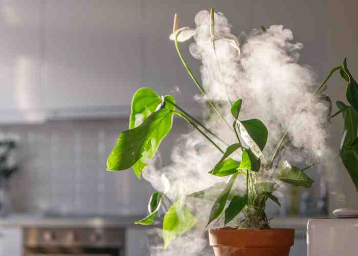 Cover for The Benefits of Humidifiers for Pets and How to Choose the Right One