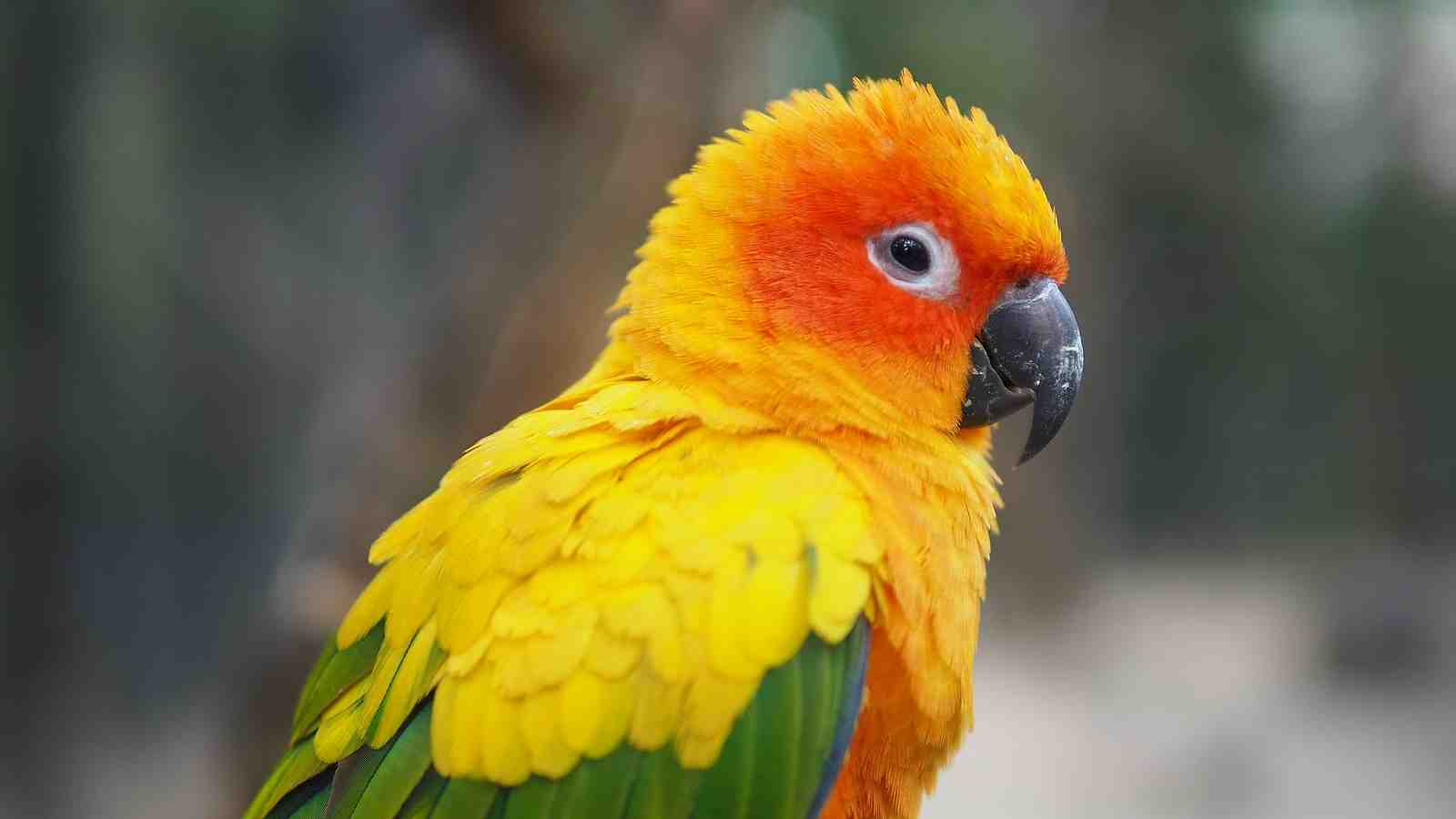Cover for Why do conures get puffy?