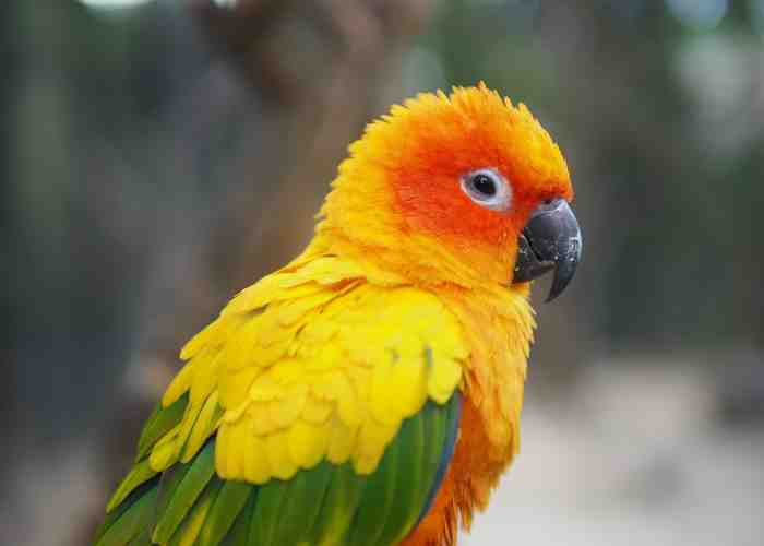Cover for Why do conures get puffy?