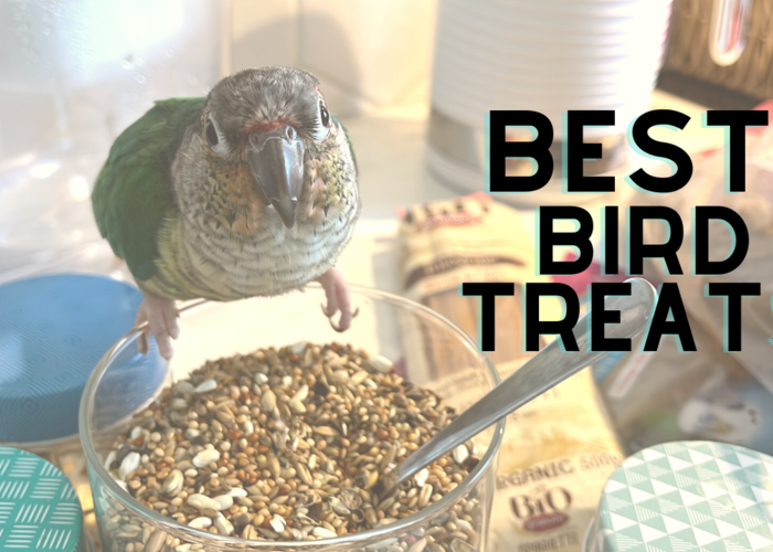 Cover for Best Healthy Treats for Your Parrot - With an Amazon Shopping list!