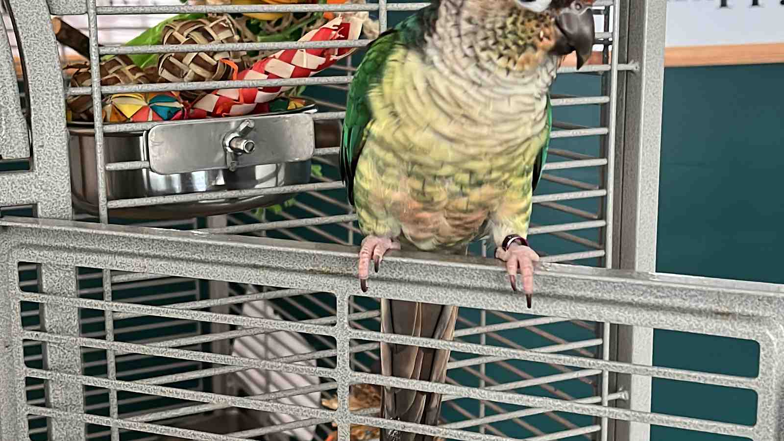 Cover for Safe Metals for Parrots: Choosing the Right Materials for your Bird