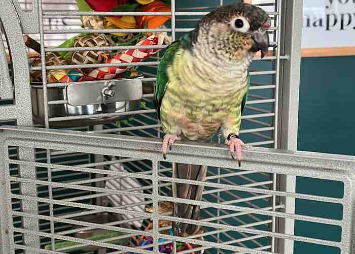 Cover for Safe Metals for Parrots: Choosing the Right Materials for your Bird