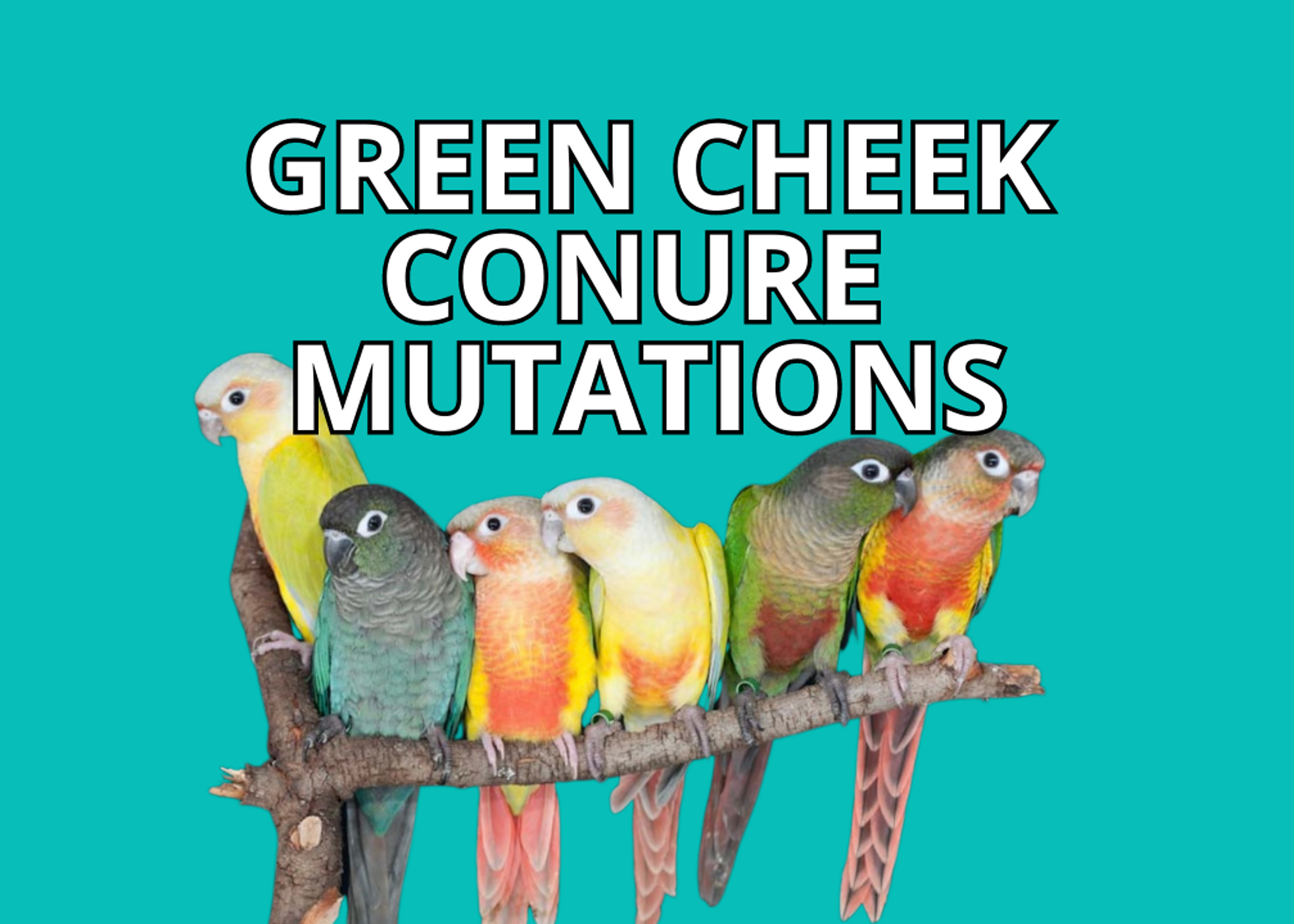 parakeet color variations