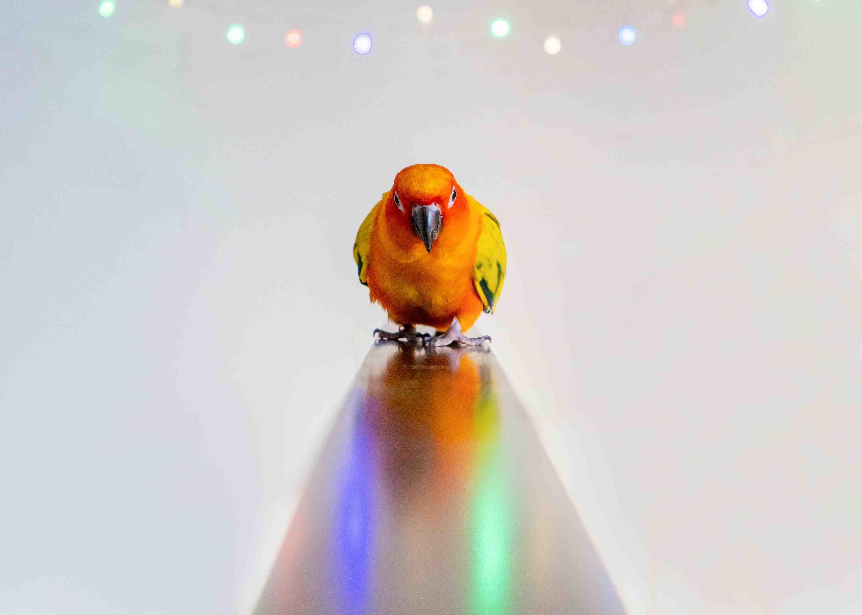 sun conure parrot flying