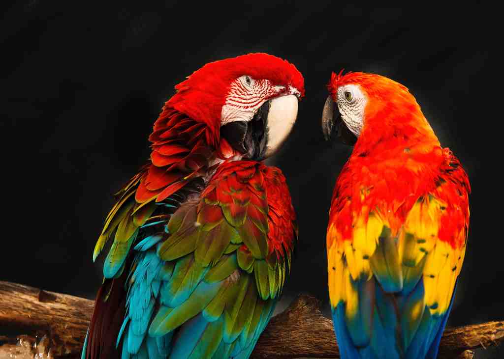 Molting Birds - Understanding molting season | Poodles and Parrots