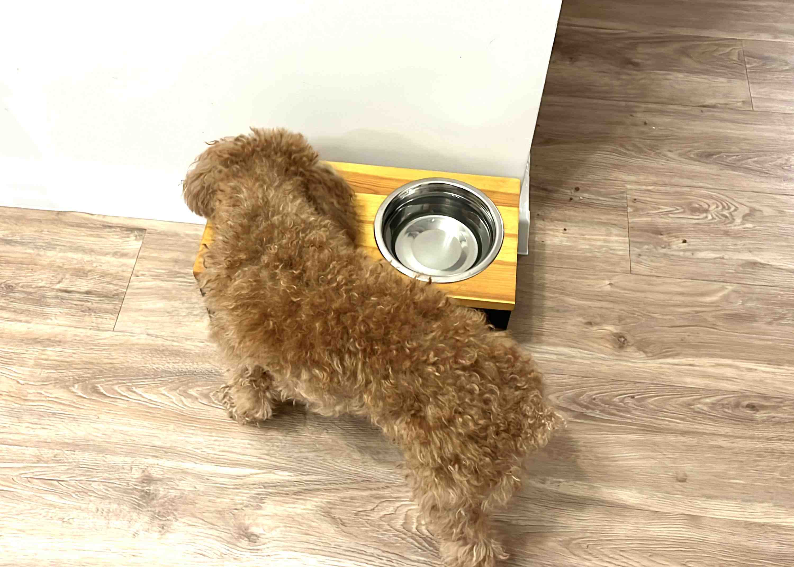 The Truth About Kibble Poodles and Parrots