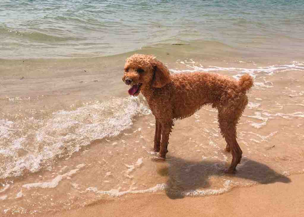 Are Poodles Destructive