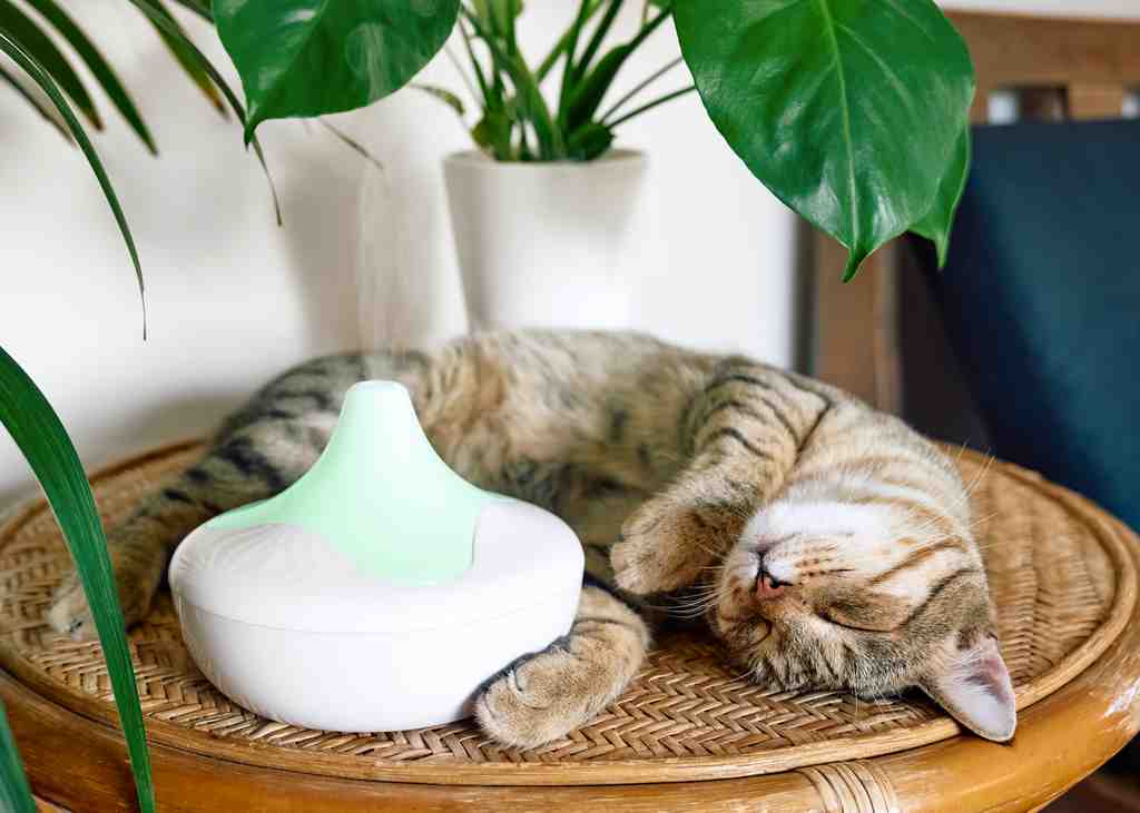 The Benefits of Humidifiers for Pets and How to Choose the Right One