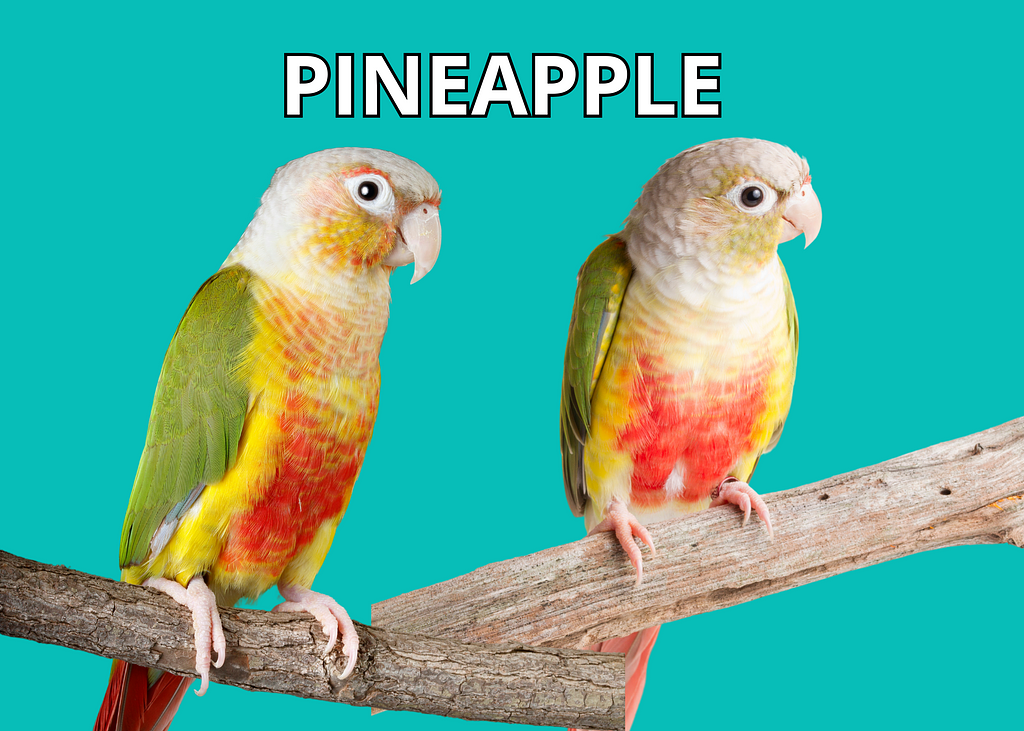 conure parrot types